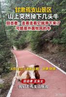 头牛领错路致牛群摔景区沟里9死1伤 悲剧引发警钟