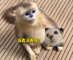 游客爬山偶遇金丝猴“讨要吃的” 全程不争也不抢