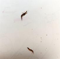 女子徒手掐隐翅虫玩结果中招了 隐翅虫毒液堪比“飞行硫酸”