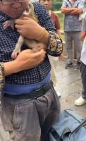 男子想抓猕猴宝宝回家养遭拦 游客与保安合力制止