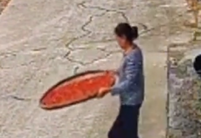 父亲住院邻居们自发下地帮收花生