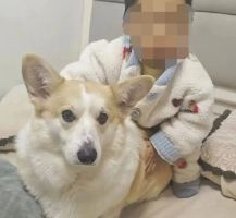父亲出门遛狗，留2岁幼童独自在家12分钟，孩子坠亡！悲剧引发家庭矛盾
