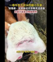 一母牛生下双头四眼小牛崽 罕见生命体征不稳