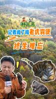 老虎粪便藏着给领地“签名”的秘密 揭秘生态平衡的钥匙