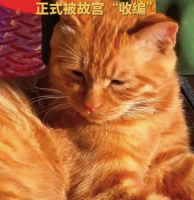 天安门陪武警站岗小橘猫被故宫收编，会优先找领养