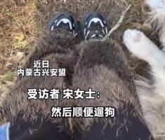 女子进山采蘑菇被扎满腿鬼针草 就像穿了一条毛裤