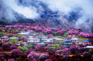 数字浪潮为西藏高质量发展注入澎湃动力