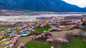 雪域格桑花 岭南赤子心  ——广东省第十批援藏工作队波密县工作组科技赋能高原产业振兴纪实