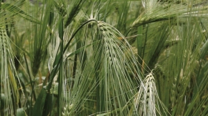 从农家糌粑到致富“金豆” 隆子黑青稞如何实现华丽蜕变