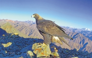 守护生物多样之美