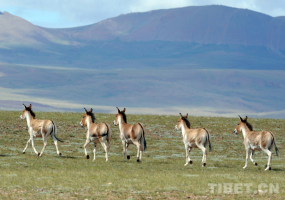 【藏北故事】极地那曲 恋恋风景