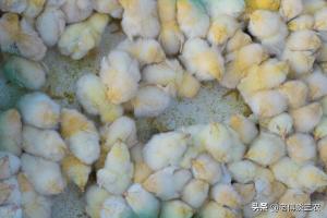 禽流感全球爆发中国鸡苗价格飙升：中国鸡苗依赖进口！