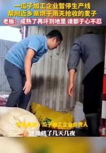 陕西一瓜子厂老板停生产线帮忙烘干麦子10多万斤