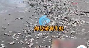 台风苏拉过境广东海滩现大量海鲜，市民纷纷前往海滩沿岸捡取