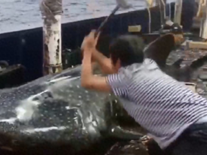 浙江海警局谈鲸鲨被虐打：已连夜控制涉事渔船和人员