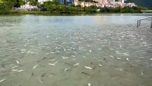 莆田一公园漂浮大量鱼类，工作人员：鱼是增殖放流的，死掉的鱼不要吃