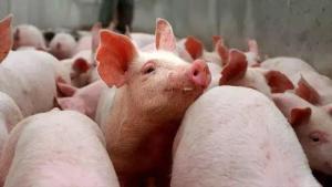 养殖户如何应对猪价“跌跌不休”，有这几招