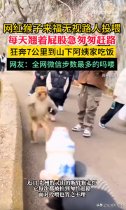 动物园回应断臂猴赶路蹭饭走红 它每次都被拍到匆忙赶路