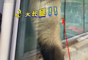 萌兰的腿怎么突然变1米9了？大熊猫萌兰第一帅熊