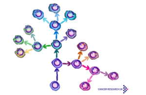 癌细胞的“死对头”，其实每个人都有 免疫细胞如何战胜癌症