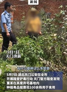 大妈种植罂粟称"当菜吃像茼蒿"被警方行拘
