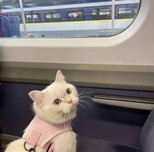 宠物有望上高铁了 铁路调研宠物运输服务