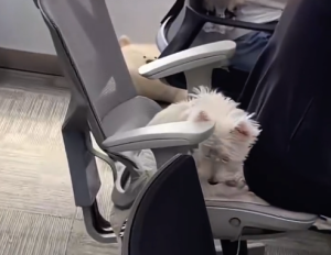 公司给每个员工都发了只狗 网友：挟狗子以令猪猴
