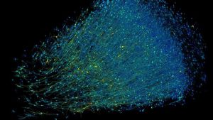 研究首次展示大脑海量高清细节 神经网络织就的纳米级图谱