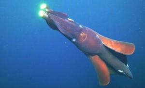 罕见深海鱿鱼袭击潜水器被科学家拍到，光学武器多厉害？可使猎物致盲 深海奇观揭秘
