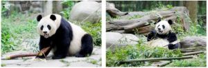 熊猫美香一家遭藏匿虐待?官方辟谣 全家安康，谣言止于真相