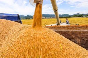 夏收时节各地小麦产区麦浪起伏，农机穿梭忙丰收
