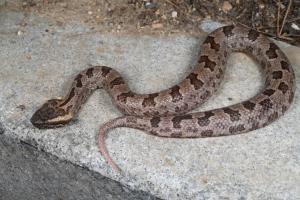 科研人员在云南发现一蛇类新种 "盈江烙铁头蛇"亮相学界