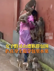 女子被黔灵山猴群包围索食 动物伤人事件引热议