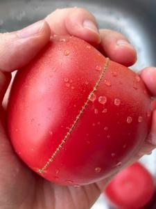 番茄身上的缝合线是什么 自然生长的痕迹揭秘