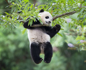 中央政府将再向香港赠送一对大熊猫 港府感谢并启动迎接准备