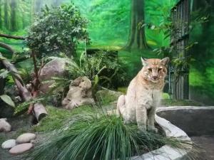 重庆动物园金猫“阿宅”走了 超过15岁 本土明星猫科的陨落