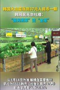 每颗37元 韩国白菜变“金菜” 中国泡菜能否再救场？