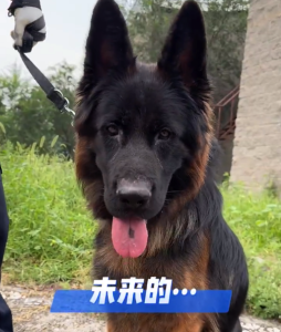 警犬技术专业学生抽签选警犬 开启了为期一年的带犬实训