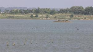 58种越冬候鸟抵达鄱阳湖 鄱阳湖迎候鸟迁徙高峰