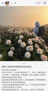 律师称若认定为高山杜鹃责任人或受刑罚 纵火烧山引发调查