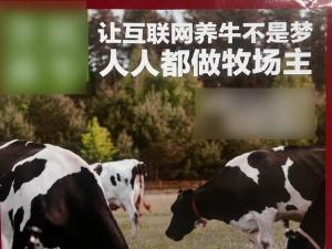 互联网云养牛骗局涉非法集资！投资300万认养600头牛变成6万斤牛肉