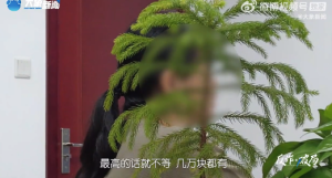 女子贪恋高额返利借钱刷单被骗8万 为帮宝妈止损民警与骗子上演局中局