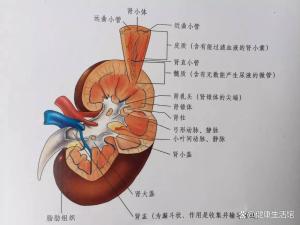 這些信號可能是腎臟在報警 身體的細微“抗議”