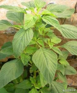 春天最适合吃什么野菜 拥抱大自然的馈赠