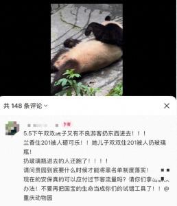 園方回應(yīng)大熊貓遭游客拋物 異物已被清理熊貓無恙