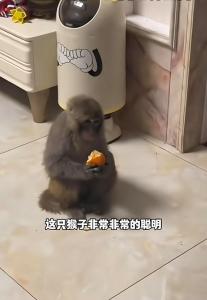 猕猴窜入27楼住户家吃橘子 顽皮访客终被捕获