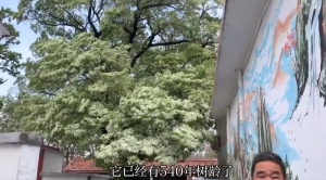 天津蓟州发现流苏树：每年春夏之交盛开，雪白一片