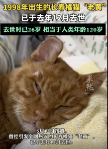长寿网红橘猫去世，相当于人类年龄120岁