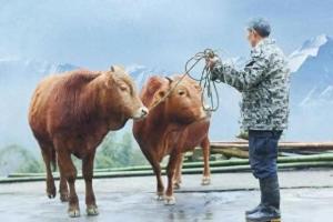 為何如今社會底層稱呼自己是牛馬,？