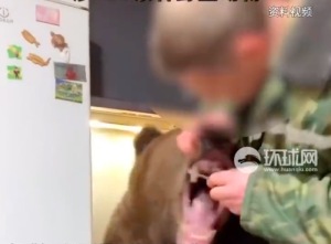 俄罗斯颁布新规：禁止民众私自养猛兽，养熊养狮子将被罚百万卢布